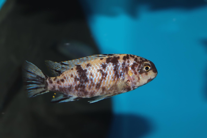 Tropheops gracilior 'Lutara Reef'